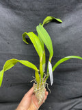 Slc. Hazel Boyd `Debbie' Div #1 Mericlone Cattleya Orchid Plant
