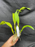 Slc. Hazel Boyd `Debbie' Div #1 Mericlone Cattleya Orchid Plant