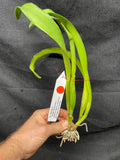 Slc. Hazel Boyd `Debbie' Div #2 Mericlone Cattleya Orchid Plant