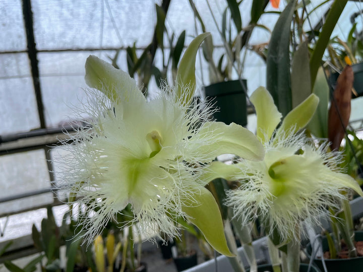 B. digbyana `Pisgah&