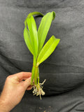 Slc. Hazel Boyd `Debbie' Div #2 Mericlone Cattleya Orchid Plant