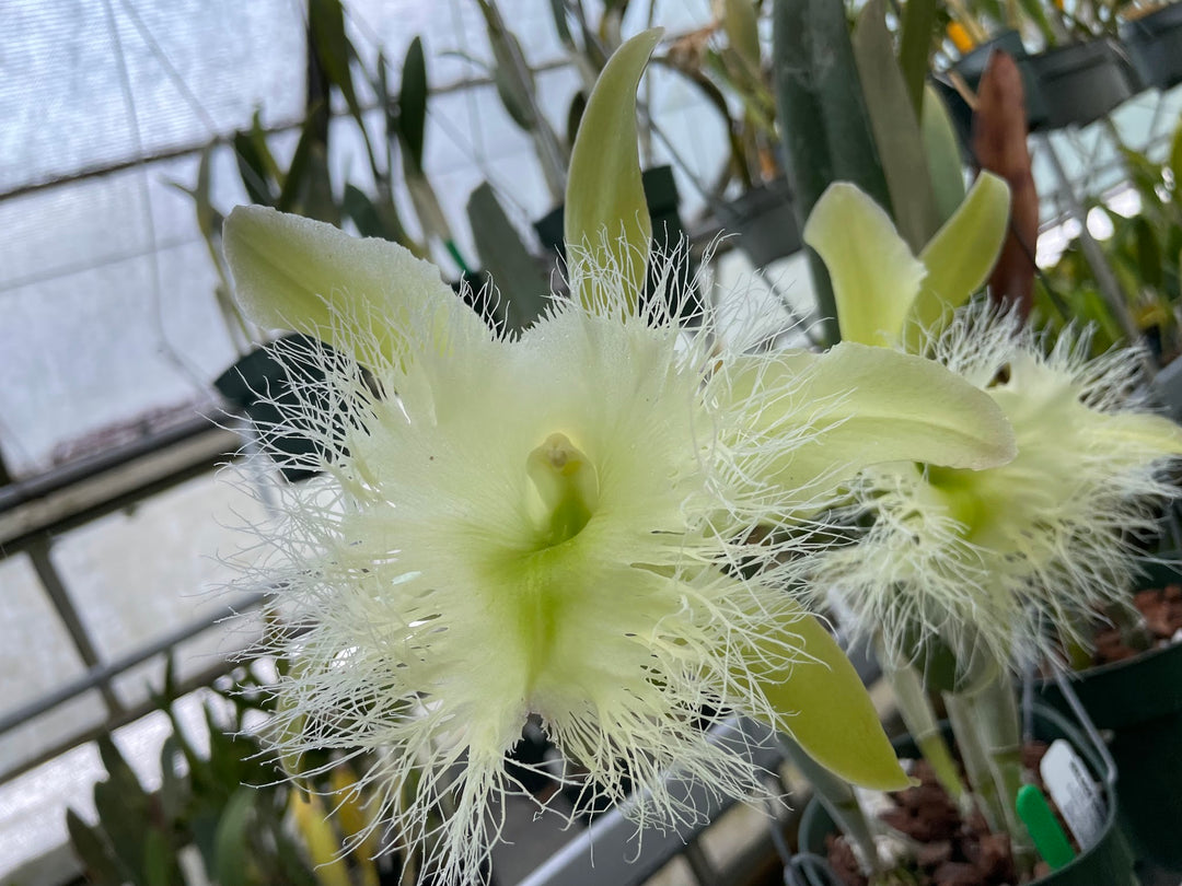 B. digbyana `Pisgah&
