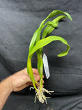 Slc. Hazel Boyd `Debbie' Div #2 Mericlone Cattleya Orchid Plant