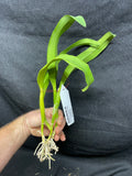 Slc. Hazel Boyd `Debbie' Div #2 Mericlone Cattleya Orchid Plant