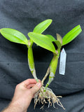 Blc. Fuchs Orange Nuggett `Dave's Picotee' HCC/AOS Div #1 Original Cattleya Orchid Plant