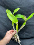 Blc. Fuchs Orange Nuggett `Dave's Picotee' HCC/AOS Div #1 Original Cattleya Orchid Plant