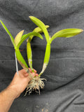 Blc. Fuchs Orange Nuggett `Dave's Picotee' HCC/AOS Div #1 Original Cattleya Orchid Plant