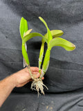 Blc. Fuchs Orange Nuggett `Dave's Picotee' HCC/AOS Div #1 Original Cattleya Orchid Plant
