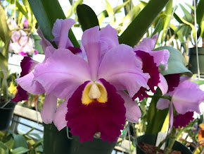 Lc. Supersonic `Striking Lip' BM/JOGA Mericlone Select Cattleya Orchid Plant #1