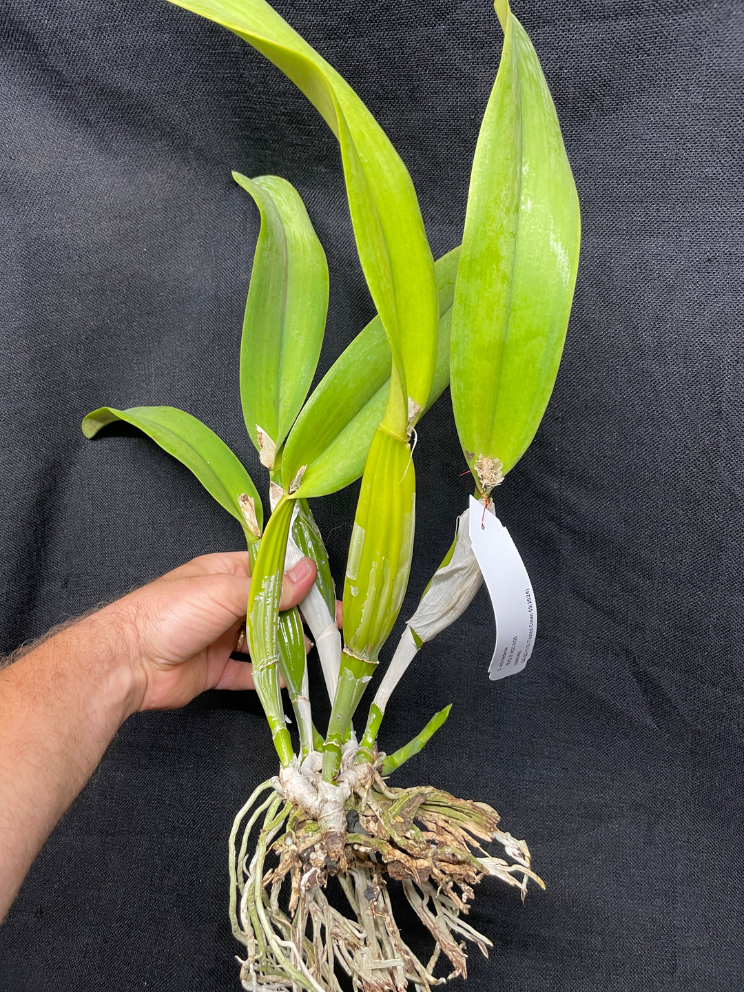 C. schroederae `SVO II&