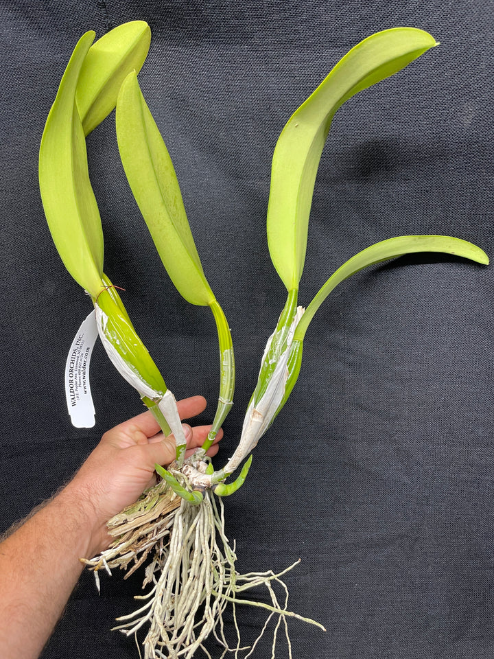 C. schroederae `SVO II&