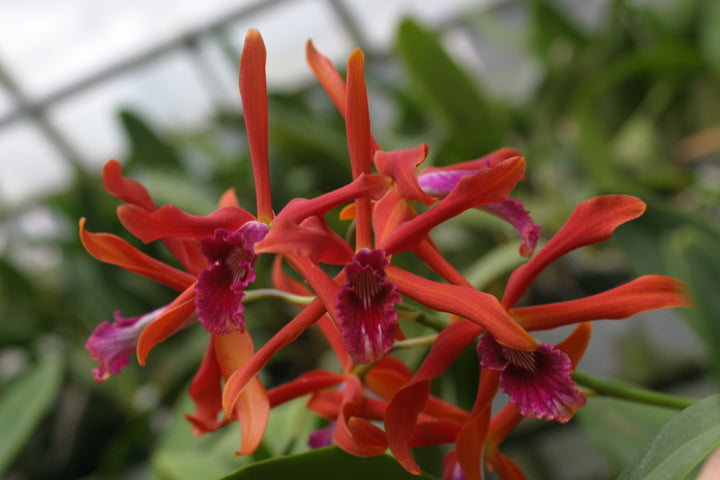 L. Zip (tenebrosa `Bill&