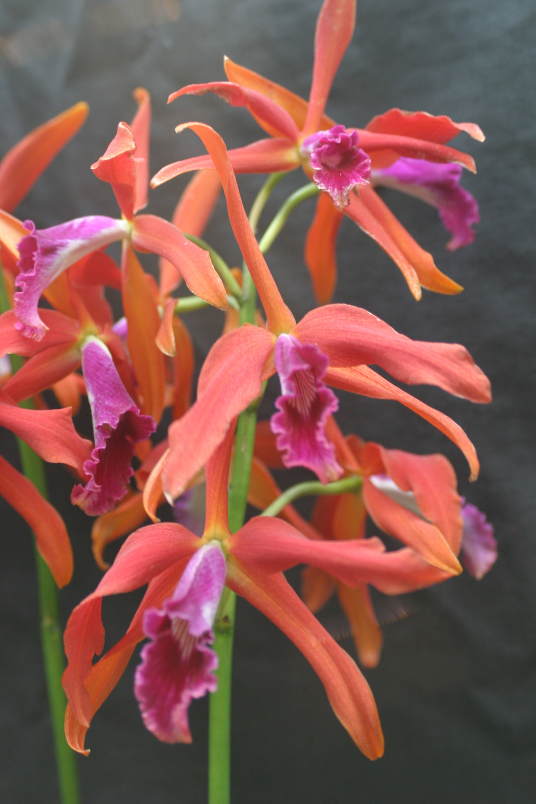 L. Zip (tenebrosa `Bill&