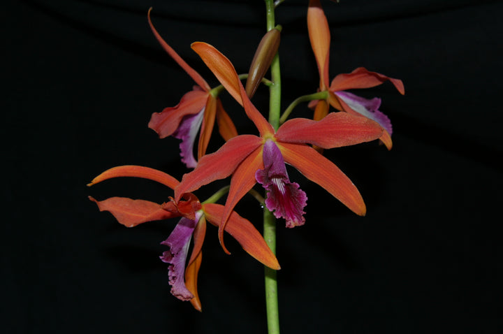 L. Zip (tenebrosa `Bill&