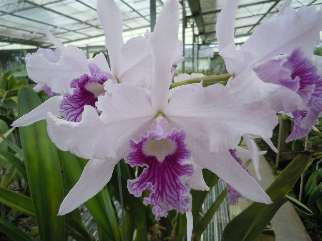 L. lobata var. coerulea `Maria Christine&