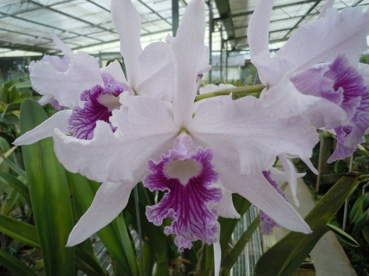 L. lobata var. coerulea `Maria Christine&