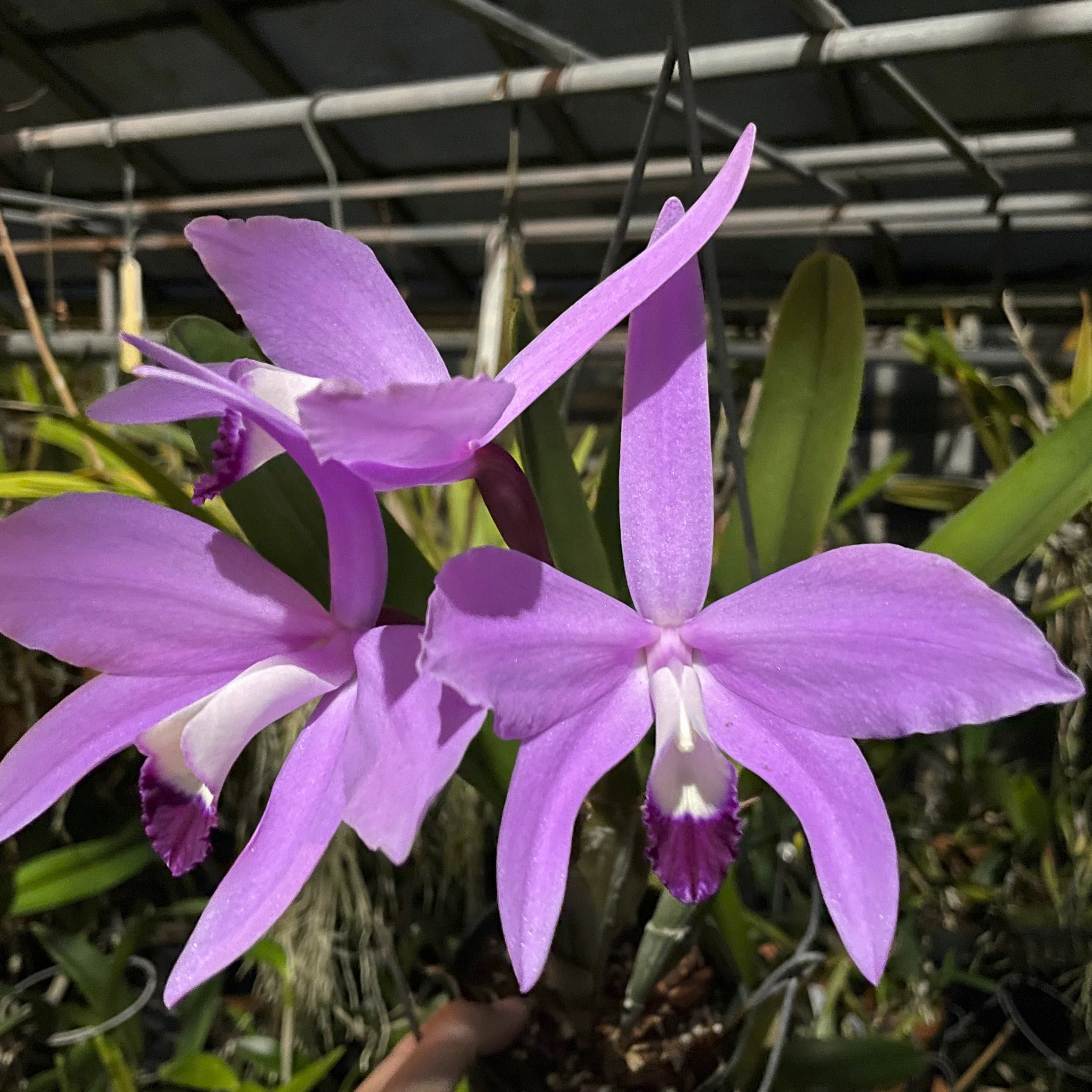 Cattleya Orchid