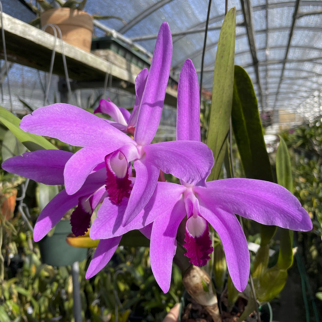 L. perinii `Sistah&