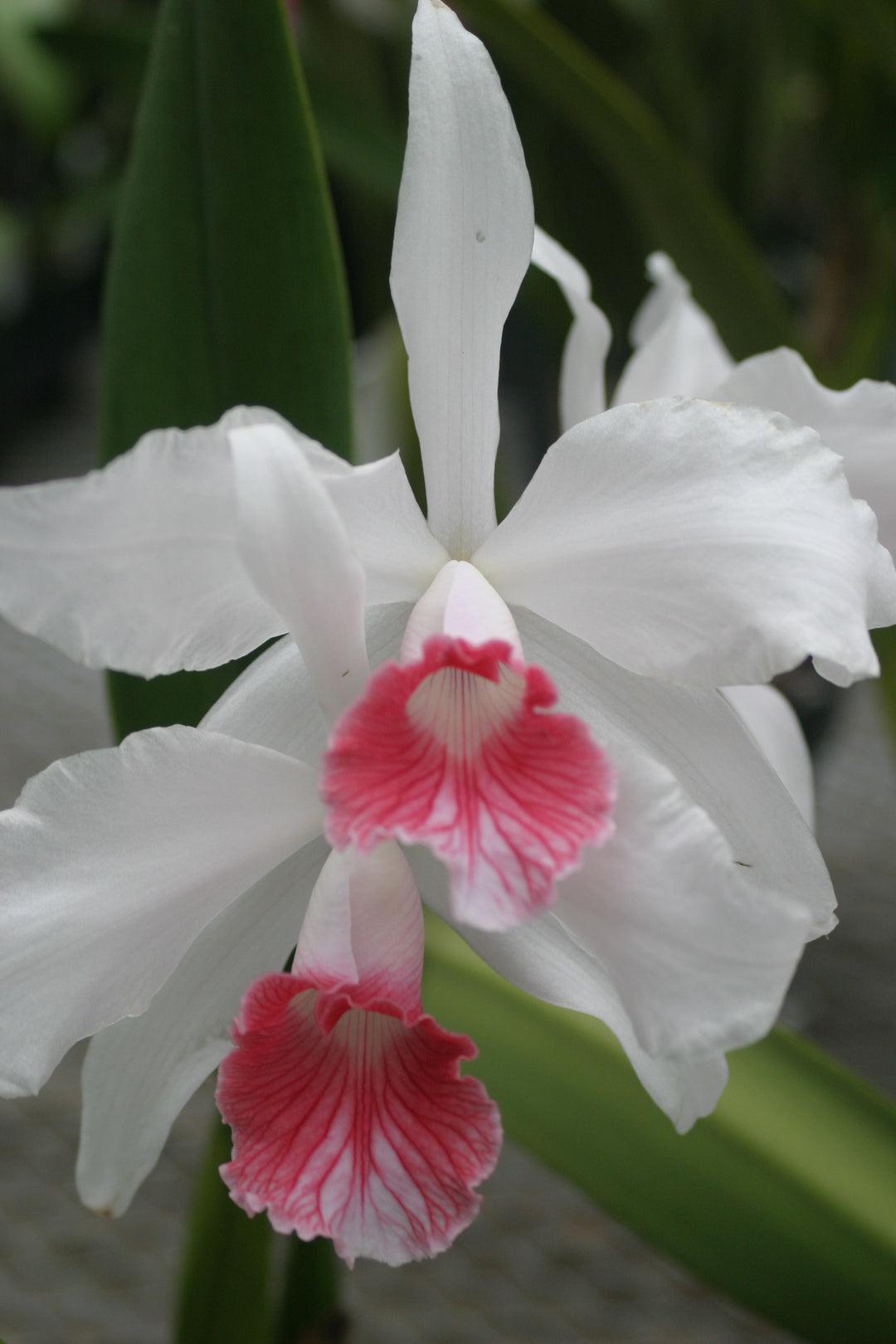 L. purpurata carnea (Harford&