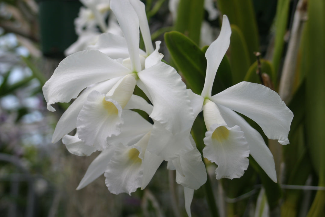 L. purpurata alba `Elias&