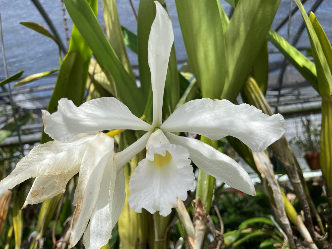 L. purpurata alba `Equilab&