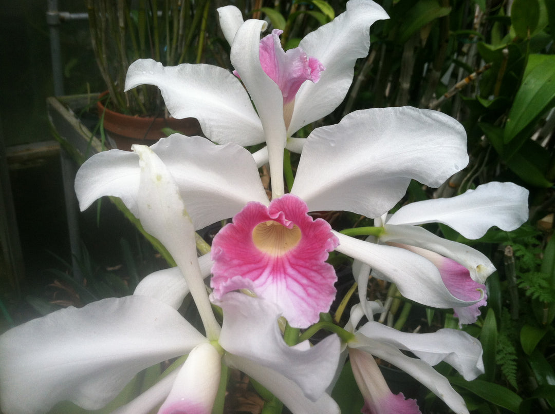 L. purpurata carnea (Harford&