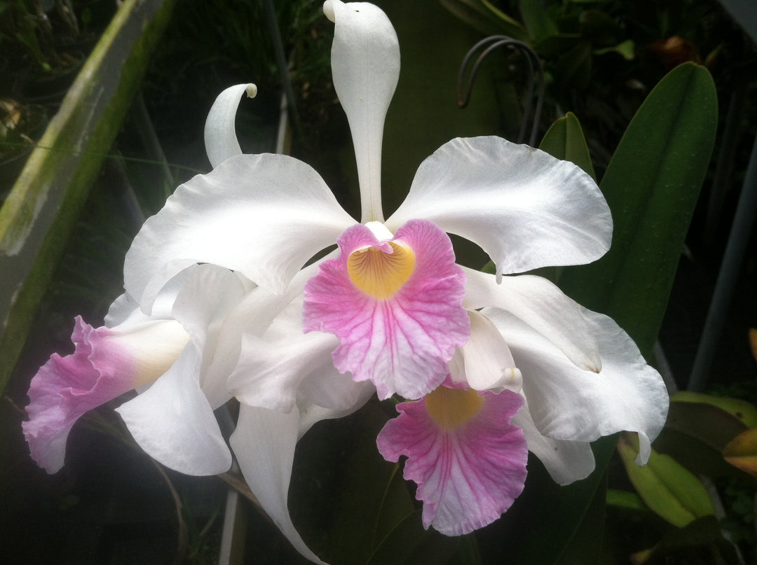 L. purpurata carnea (Harford x Harford&