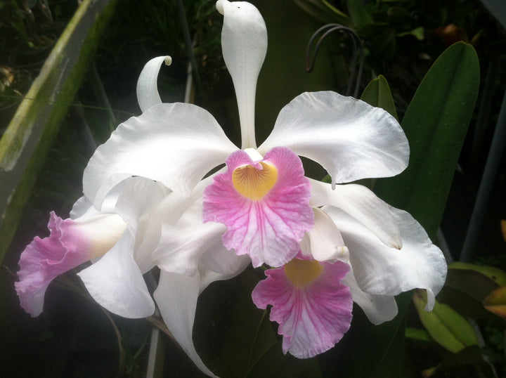 L. purpurata carnea (Harford x Harford&