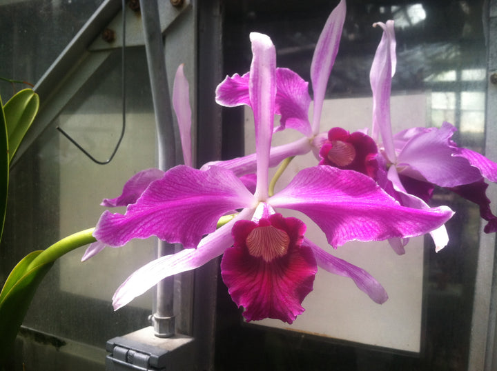 L. purpurata flamea `Nancy&