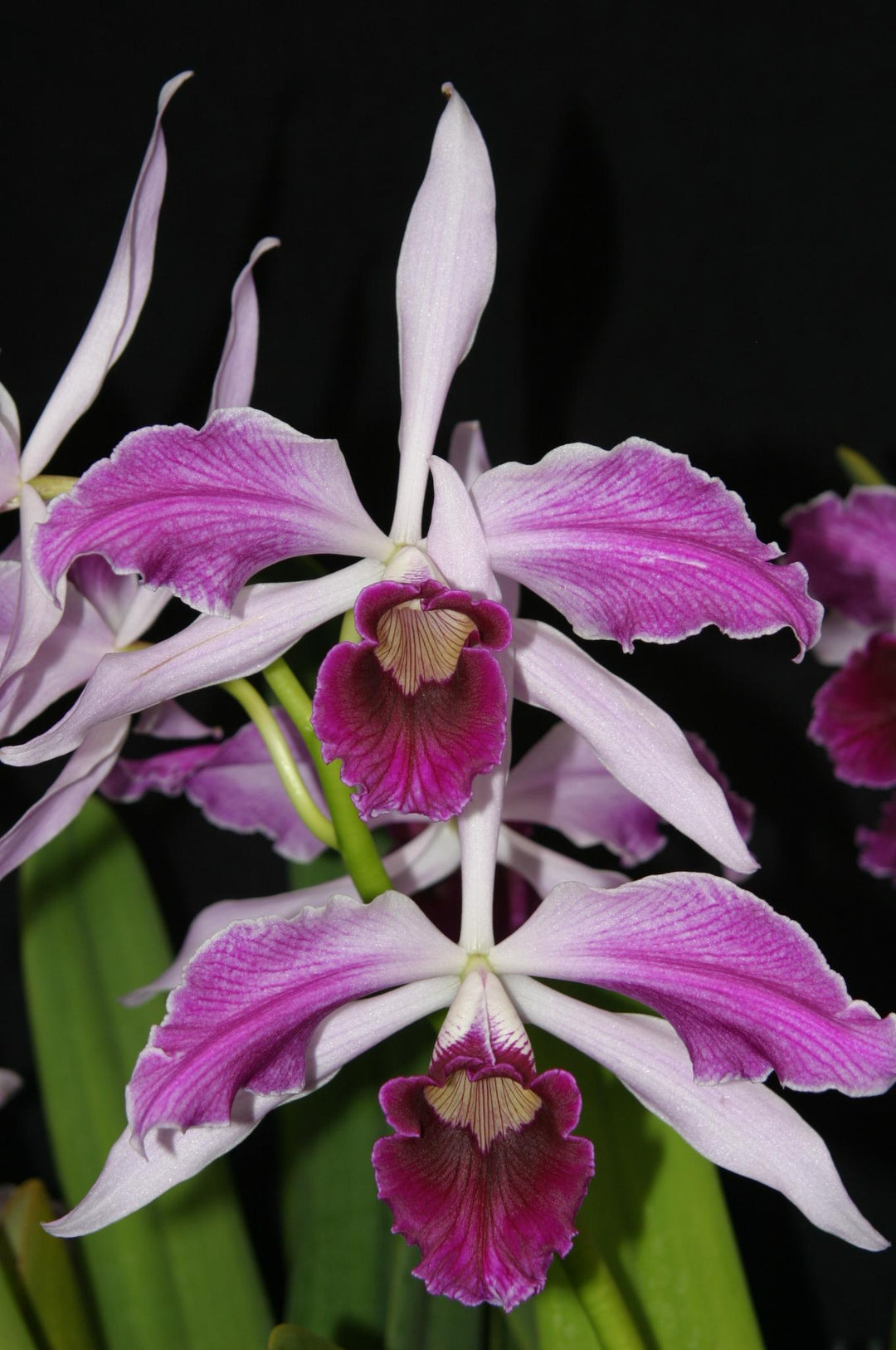 L. purpurata flamea `Nancy&