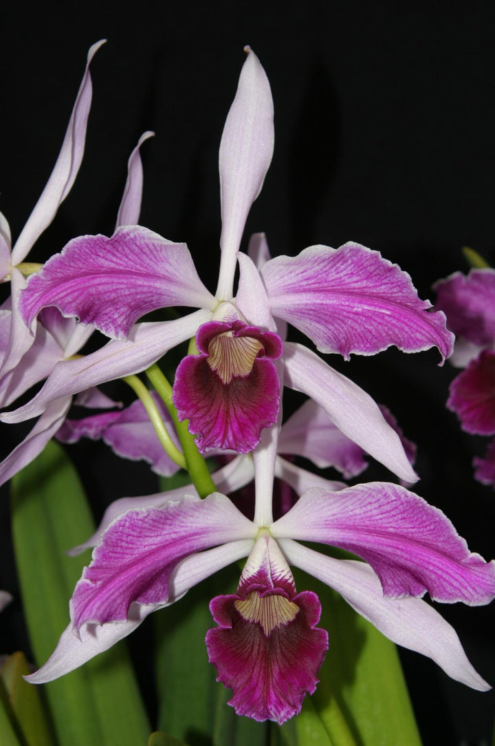 L. purpurata flamea `Nancy&