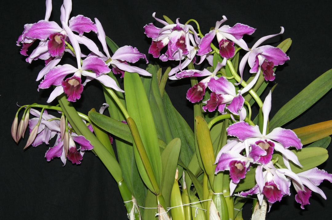 L. purpurata flamea `Nancy&