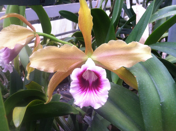 L. tenebrosa `Maria Fumacea&