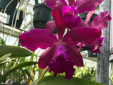 Lc. Ann Cobb `Bill' AM/AOS Original Cattleya Orchid Plant DIV #1