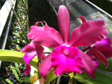Lc. Ann Cobb `Bill' AM/AOS Original Cattleya Orchid Plant DIV #1