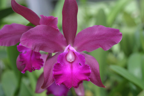 Lc. Ann Cobb `Bill' AM/AOS Original Cattleya Orchid Plant DIV #1
