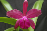 Lc. Ann Cobb `Bill' AM/AOS Original Cattleya Orchid Plant DIV #1