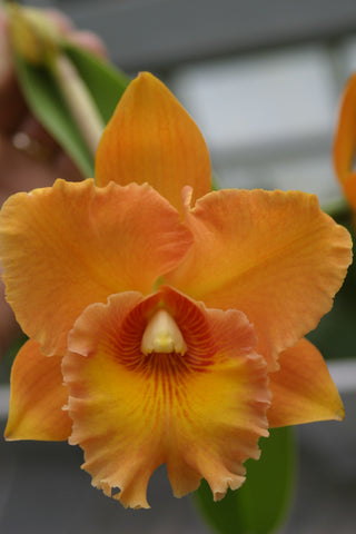 锅。 Love Passion `Orange Bird' AM/AOS 4" 锅