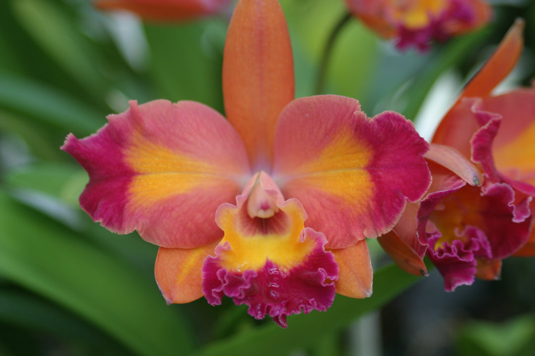 Slc. (Lc. Aussie Sunset x Candy Sparks) Orchid Plant 2.5" Pot