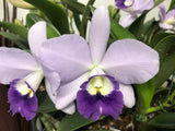 Lc. Busy Bev `Blue Jewel' AM/AOS Mericlone #2 Cattleya Orchid Plant