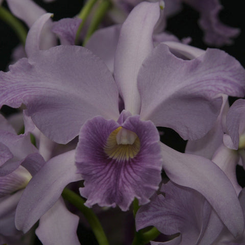 信用证。 Canhamiana 4N 2.5" 锅