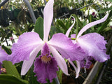 Lc. Canhamiana `Blue Chip' Division #1 Original Cattleya Orchid Plant