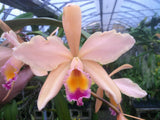 Lc. Cantaloupe `Linwood'  Div #2 Cattleya Orchid Plant