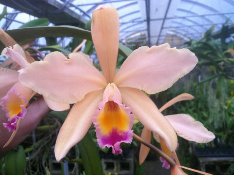Lc. Cantaloupe `Linwood'  Div #1 Cattleya Orchid Plant