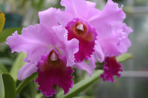 Lc. George Baldwin `George Off' Div #1 Cattleya Orchid Plant Original