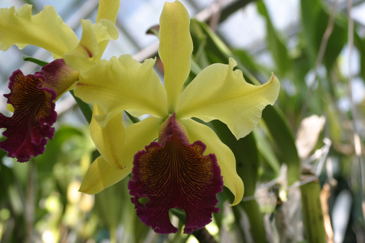 Lc. George Off `Green Gold&