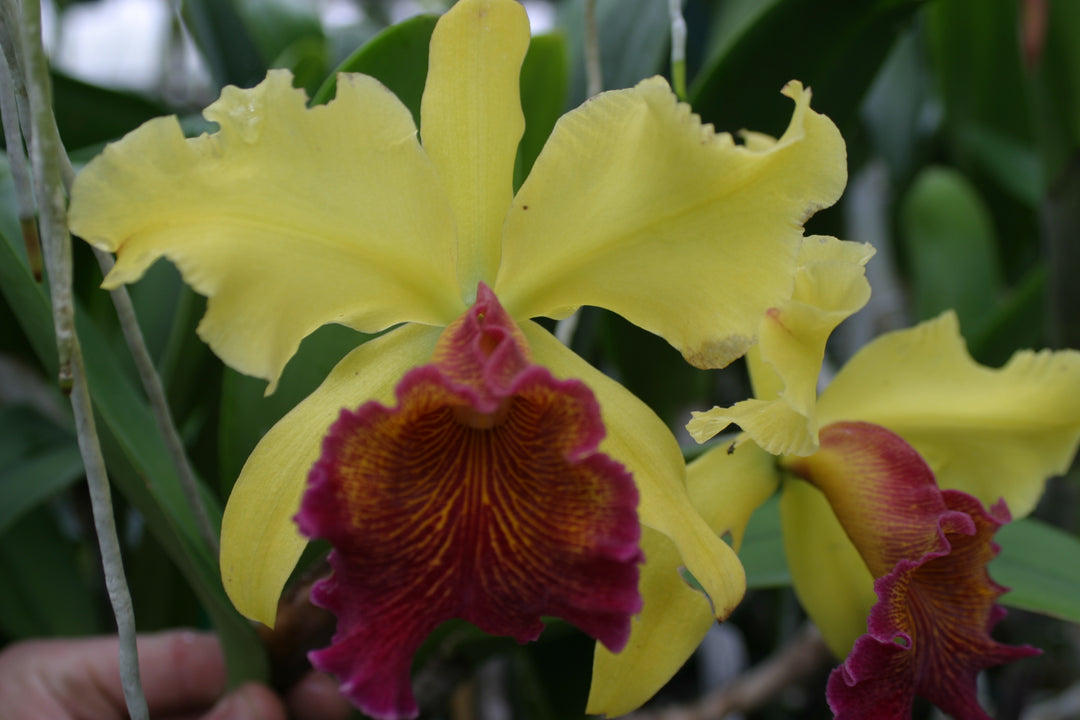 Lc. George Off `Green Gold&