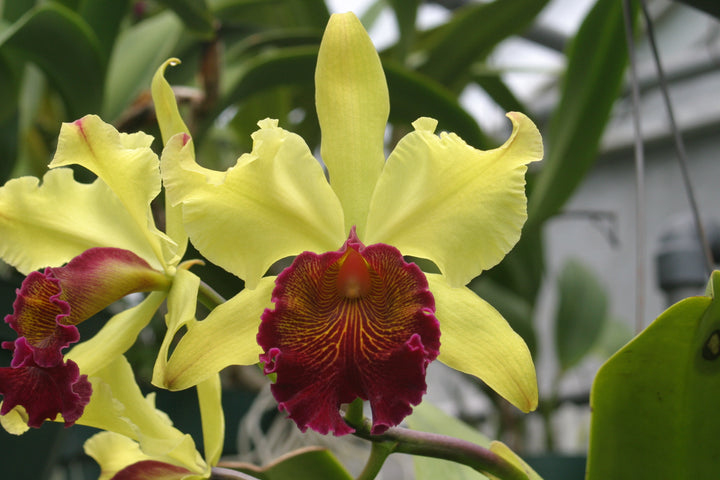 Lc. George Off `Green Gold&