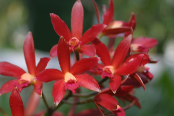 Lc. (Jalapa 4n `SVO Spotted&