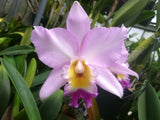 Lc. Love Fantasy `Waldor' Original Div #1 Select Cattleya Orchid Plant